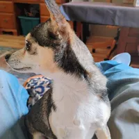 Robin Hood , a female Chihuahua for sale in Carlsbad, NM – Photo 3 of 9