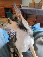 Robin Hood , a female Chihuahua for sale in Carlsbad, NM – Photo 3 of 9