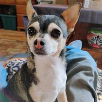 Robin Hood , a female Chihuahua for sale in Carlsbad, NM – Photo 5 of 9