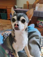 Robin Hood , a female Chihuahua for sale in Carlsbad, NM – Photo 5 of 9