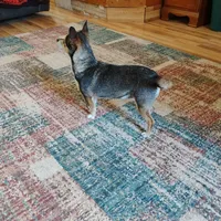 Robin Hood , a female Chihuahua for sale in Carlsbad, NM – Photo 9 of 9