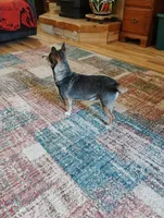 Robin Hood , a female Chihuahua for sale in Carlsbad, NM – Photo 9 of 9