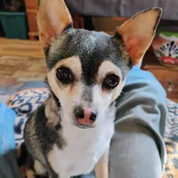 Robin Hood , a female Chihuahua for sale in Carlsbad, NM – Photo 4 of 9