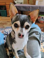 Robin Hood , a female Chihuahua for sale in Carlsbad, NM – Photo 4 of 9