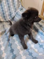 Django, a male Pomchi for sale in Carlsbad, NM – 2 of 7