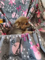 Gizmo , a female Pomchi for sale in Carlsbad, NM – 2 of 8