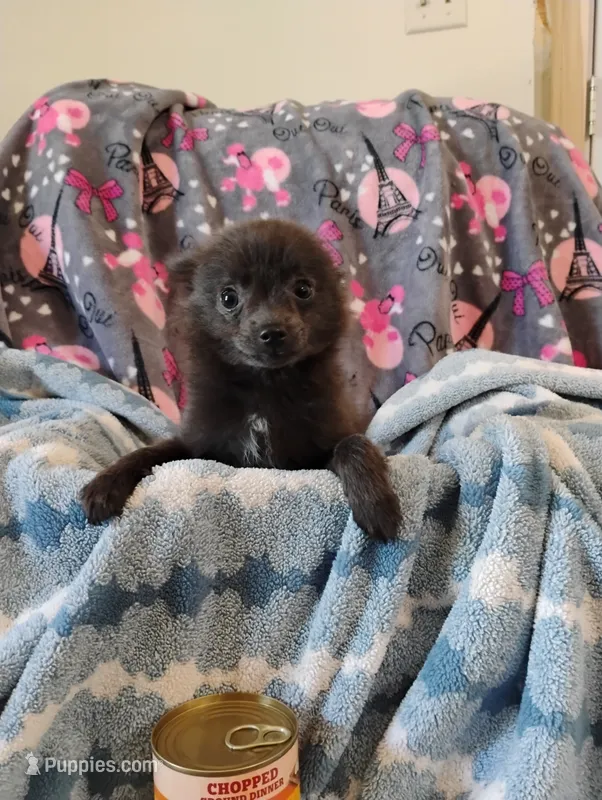 Houdini  – Pomchi puppy for sale in Carlsbad, NM