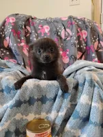 Houdini , a male Pomchi for sale in Carlsbad, NM – 5 of 9