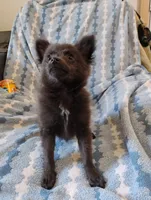 Django, a male Pomchi for sale in Carlsbad, NM – 3 of 7