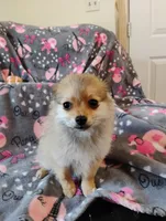 Wicket , a female Pomchi for sale in Carlsbad, NM – 1 of 8