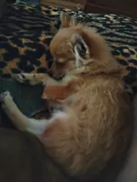 Wicket , a female Pomchi for sale in Carlsbad, NM – 5 of 7