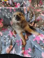 Gizmo , a female Pomchi for sale in Carlsbad, NM – 8 of 8