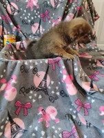 Gizmo , a female Pomchi for sale in Carlsbad, NM – 7 of 8