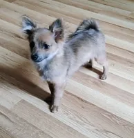 Gizmo , a female Pomchi for sale in Carlsbad, NM – 4 of 6