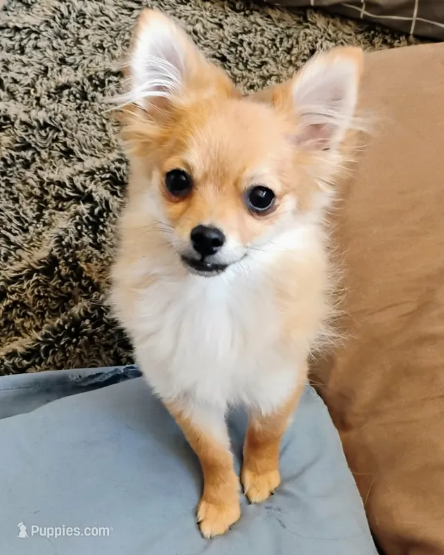 Wicket  – Pomchi puppy for sale in Carlsbad, NM
