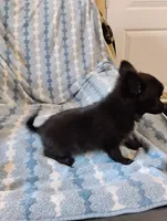 Darth Vader , a male Pomchi for sale in Carlsbad, NM – 3 of 7