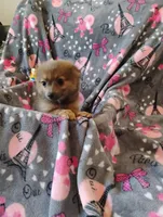 Gizmo , a female Pomchi for sale in Carlsbad, NM – 6 of 8