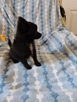 Darth Vader , a male Pomchi for sale in Carlsbad, NM – 6 of 7