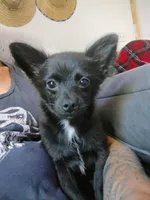Darth Vader , a male Pomchi for sale in Carlsbad, NM – 1 of 8