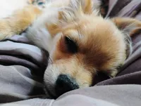 Wicket , a female Pomchi for sale in Carlsbad, NM – 6 of 7