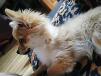 Wicket , a female Pomchi for sale in Carlsbad, NM – 3 of 7