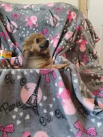 Gizmo , a female Pomchi for sale in Carlsbad, NM – 5 of 8