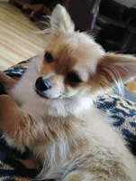 Wicket , a female Pomchi for sale in Carlsbad, NM – 2 of 7