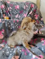 Wicket , a female Pomchi for sale in Carlsbad, NM – 6 of 8