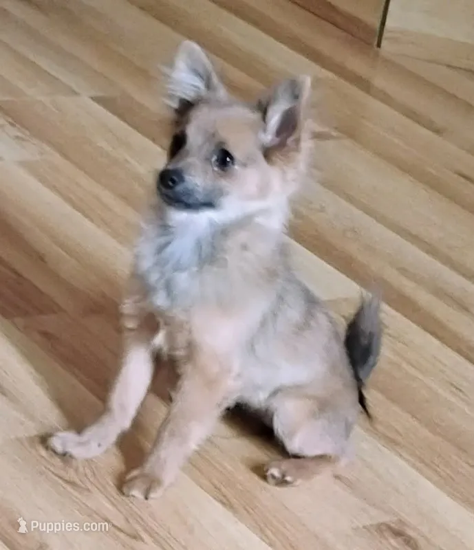 Gizmo  – Pomchi puppy for sale in Carlsbad, NM