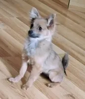 Gizmo , a female Pomchi for sale in Carlsbad, NM – 1 of 6