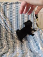 Darth Vader , a male Pomchi for sale in Carlsbad, NM – 4 of 7