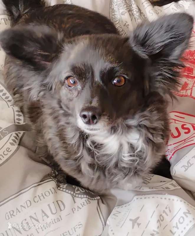 Tootsie Roll, a female Chihuahua for sale in Carlsbad, NM – Photo 1 of 1