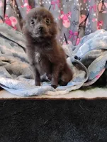 Houdini , a male Pomchi for sale in Carlsbad, NM – 2 of 9