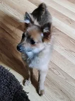 Gizmo , a female Pomchi for sale in Carlsbad, NM – 6 of 6