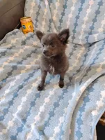 Django, a male Pomchi for sale in Carlsbad, NM – 5 of 7