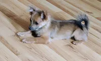 Gizmo , a female Pomchi for sale in Carlsbad, NM – 5 of 6