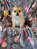 Wicket , a female Pomchi for sale in Carlsbad, NM – 5 of 8