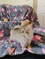 Wicket , a female Pomchi for sale in Carlsbad, NM – 8 of 8