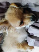 Wicket , a female Pomchi for sale in Carlsbad, NM – 7 of 7