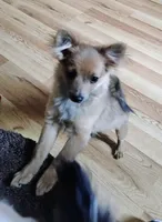 Gizmo , a female Pomchi for sale in Carlsbad, NM – 3 of 6