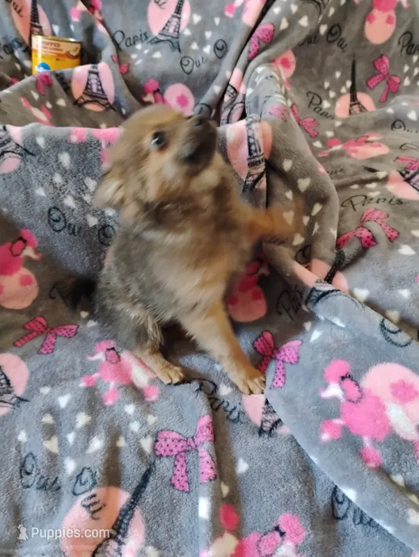 Gizmo  – Pomchi puppy for sale in Carlsbad, NM