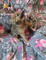 Gizmo , a female Pomchi for sale in Carlsbad, NM – 1 of 8