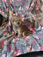 Gizmo , a female Pomchi for sale in Carlsbad, NM – 3 of 8