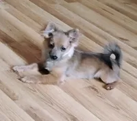 Gizmo , a female Pomchi for sale in Carlsbad, NM – 2 of 6