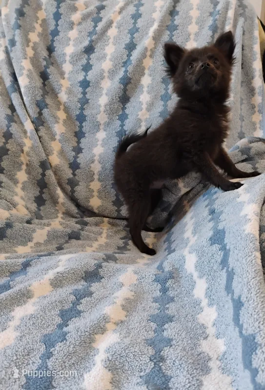 Houdini  – Pomchi puppy for sale in Carlsbad, NM