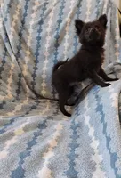 Houdini , a male Pomchi for sale in Carlsbad, NM – 1 of 9