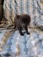 Houdini , a male Pomchi for sale in Carlsbad, NM – 6 of 9