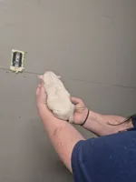 SUGAR, a female American Bulldog for sale in Jasper, GA – Photo 6 of 7