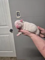 SUGAR, a female American Bulldog for sale in Jasper, GA – Photo 5 of 7