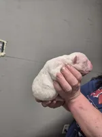 SUGAR, a female American Bulldog for sale in Jasper, GA – Photo 4 of 7